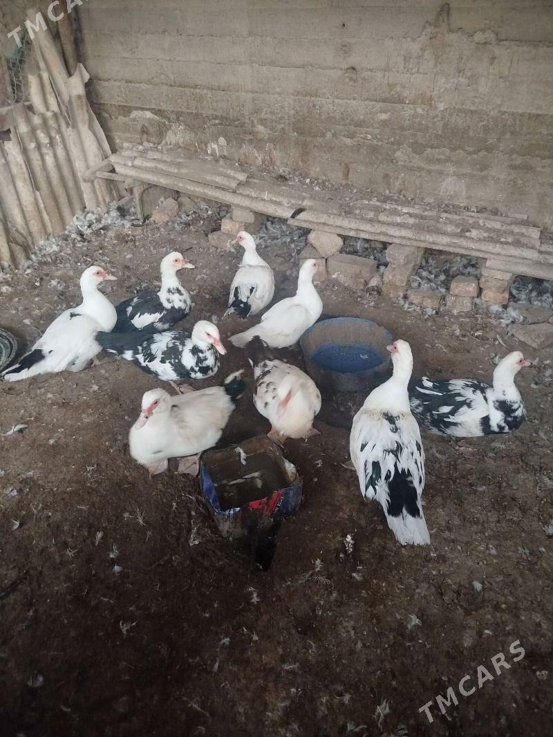 indawutga - Gökdepe - img 5