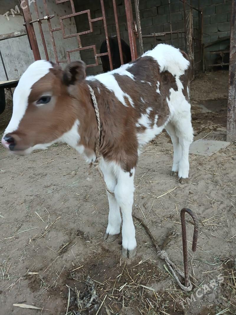 Goleli Sygyr - Гёкдепе - img 2