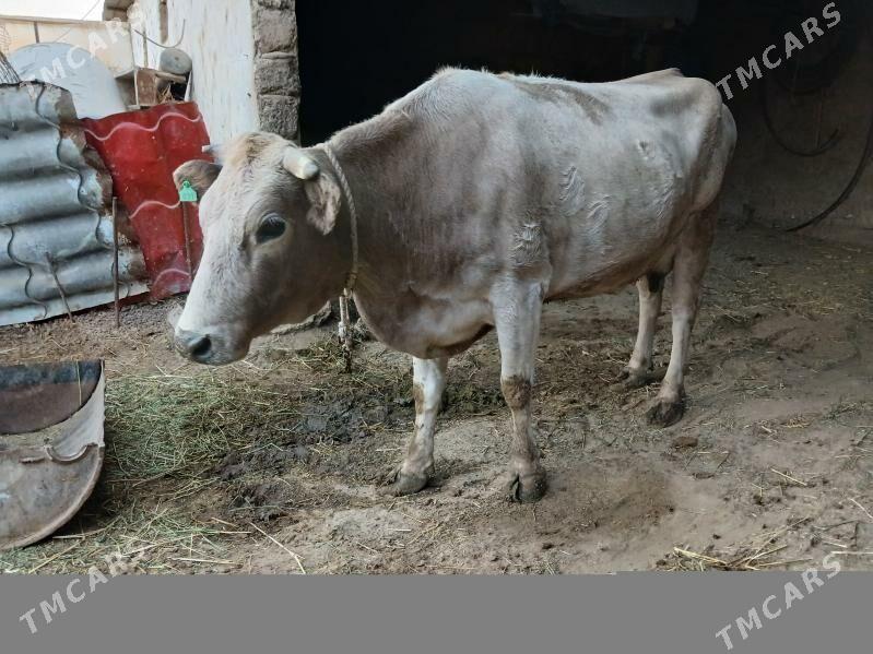 Goleli Sygyr - Гёкдепе - img 3