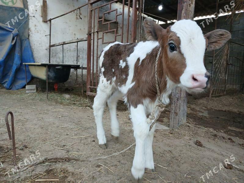 Goleli Sygyr - Гёкдепе - img 4