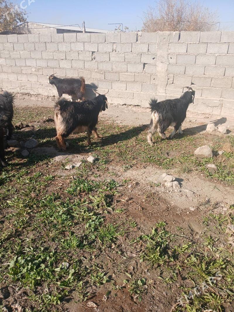 Gysyr geci - Gökdepe - img 2