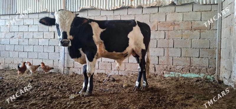 Oküz - Гёкдепе - img 4