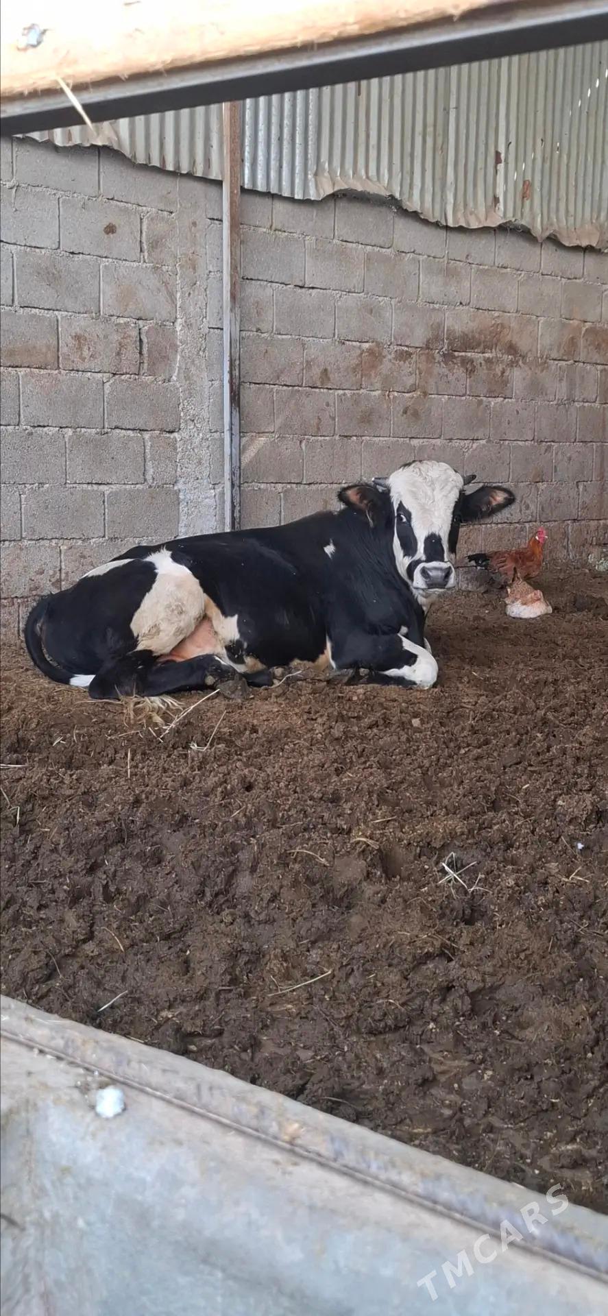 Oküz - Гёкдепе - img 1