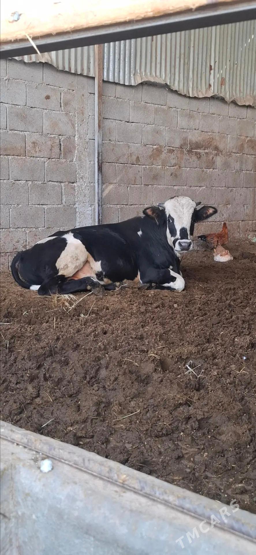 Oküz - Гёкдепе - img 3