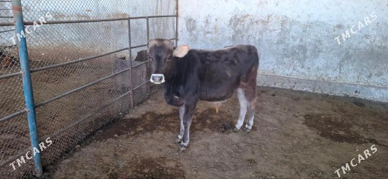 Oküz göle - Гёкдепе - img 3