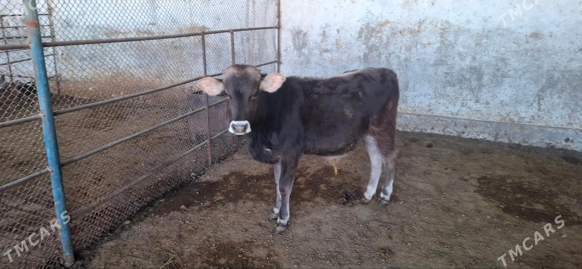 Oküz göle - Гёкдепе - img 4