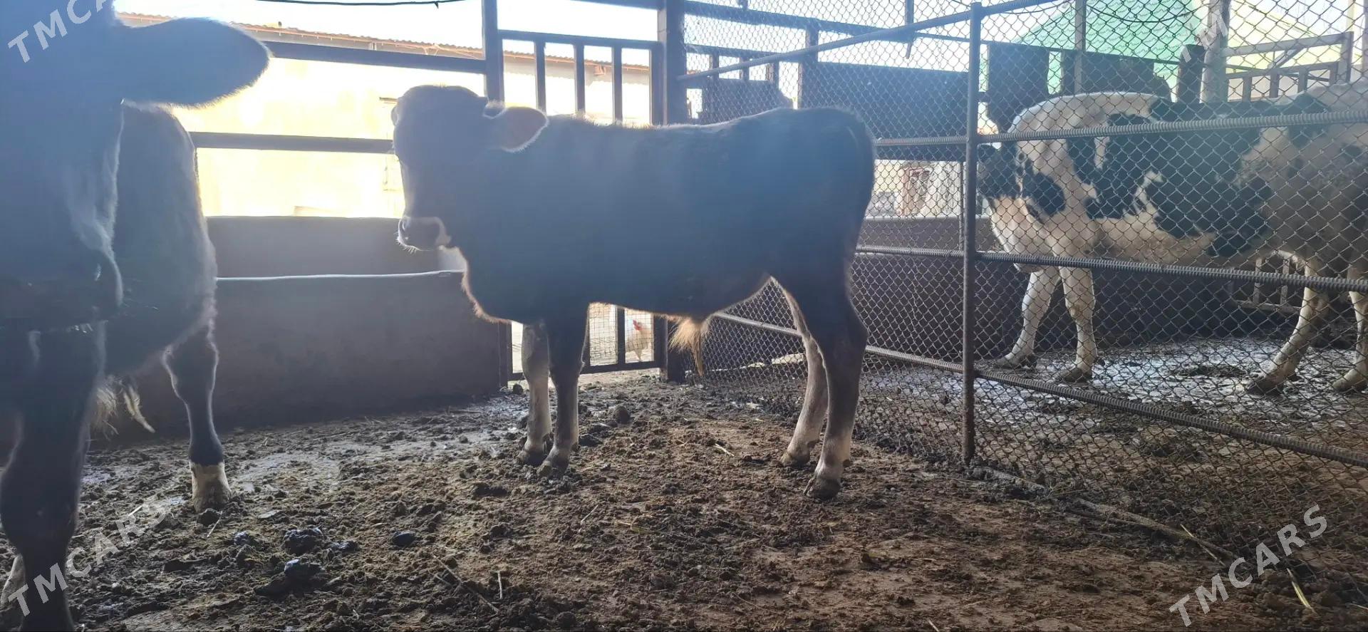 Oküz göle - Гёкдепе - img 2