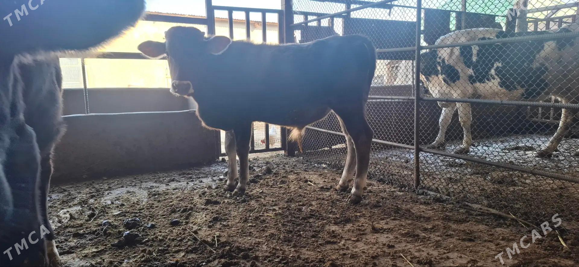 Oküz göle - Гёкдепе - img 5