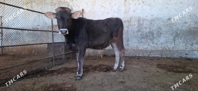 Oküz göle - Гёкдепе - img 1