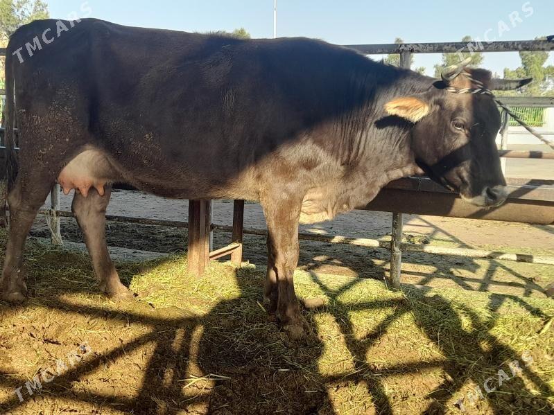 goleli sygyr - "Altyn Asyr" Gündogar bazary (Jygyllyk) - img 3