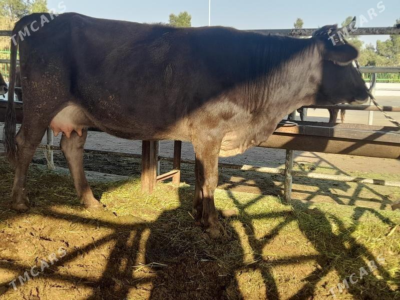 goleli sygyr - "Altyn Asyr" Gündogar bazary (Jygyllyk) - img 6