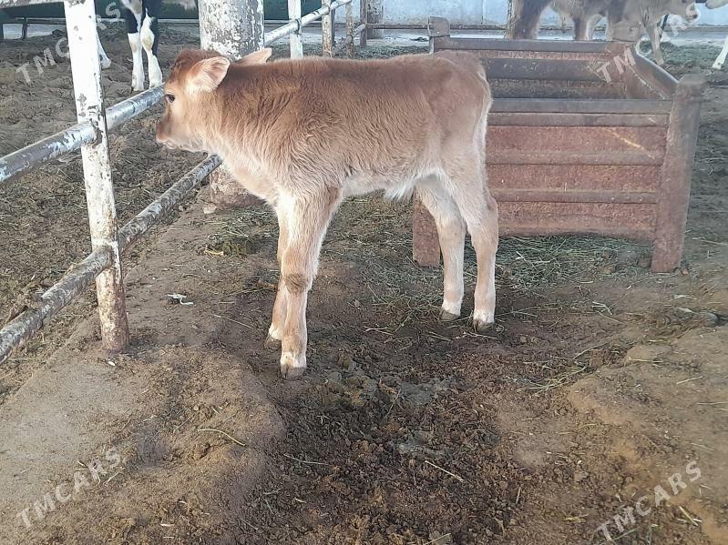 goleli sygyr - "Altyn Asyr" Gündogar bazary (Jygyllyk) - img 1