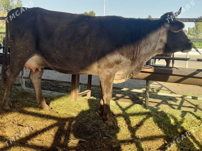 goleli sygyr - "Altyn Asyr" Gündogar bazary (Jygyllyk) - img 4