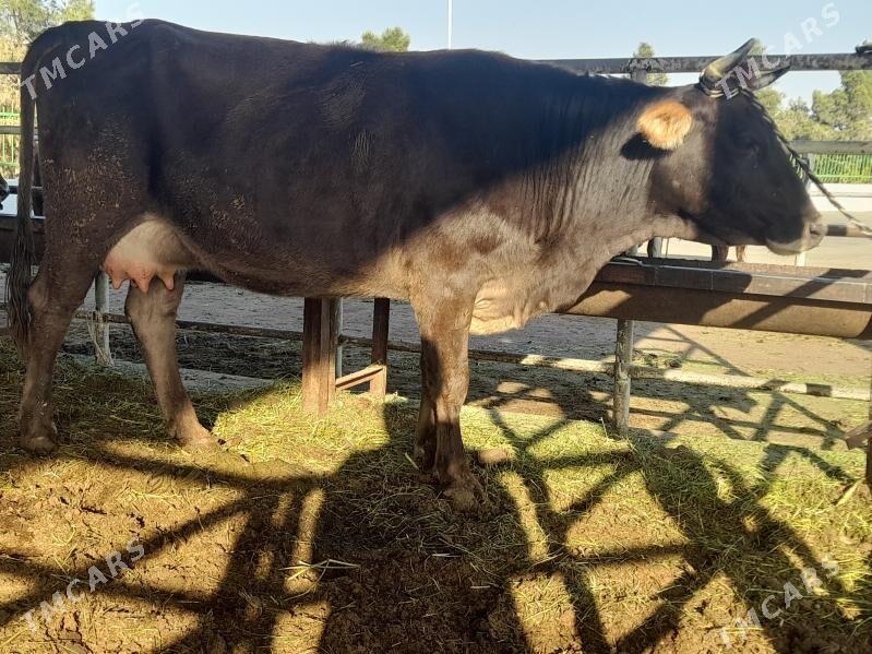 goleli sygyr - "Altyn Asyr" Gündogar bazary (Jygyllyk) - img 7