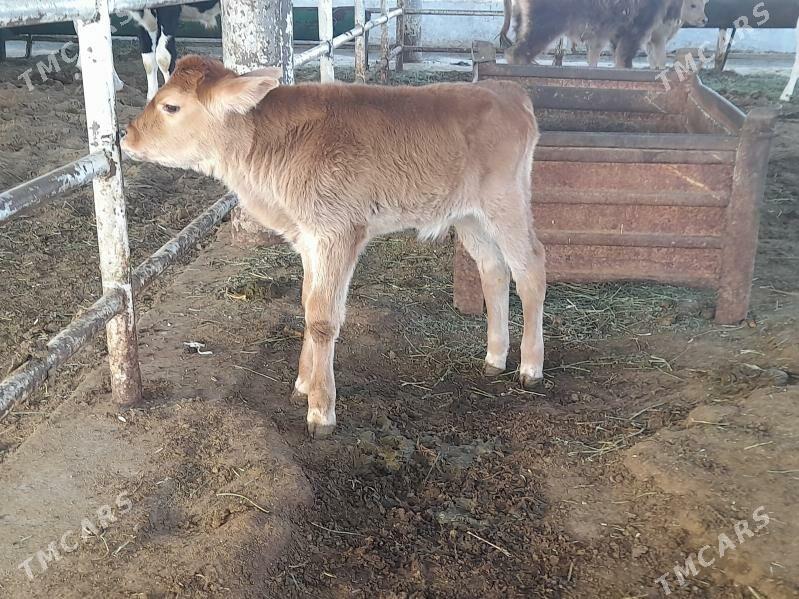 goleli sygyr - "Altyn Asyr" Gündogar bazary (Jygyllyk) - img 2