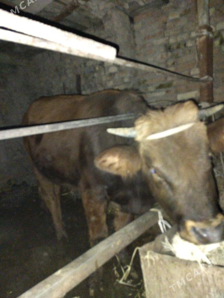 Okuz - Türkmenabat - img 4