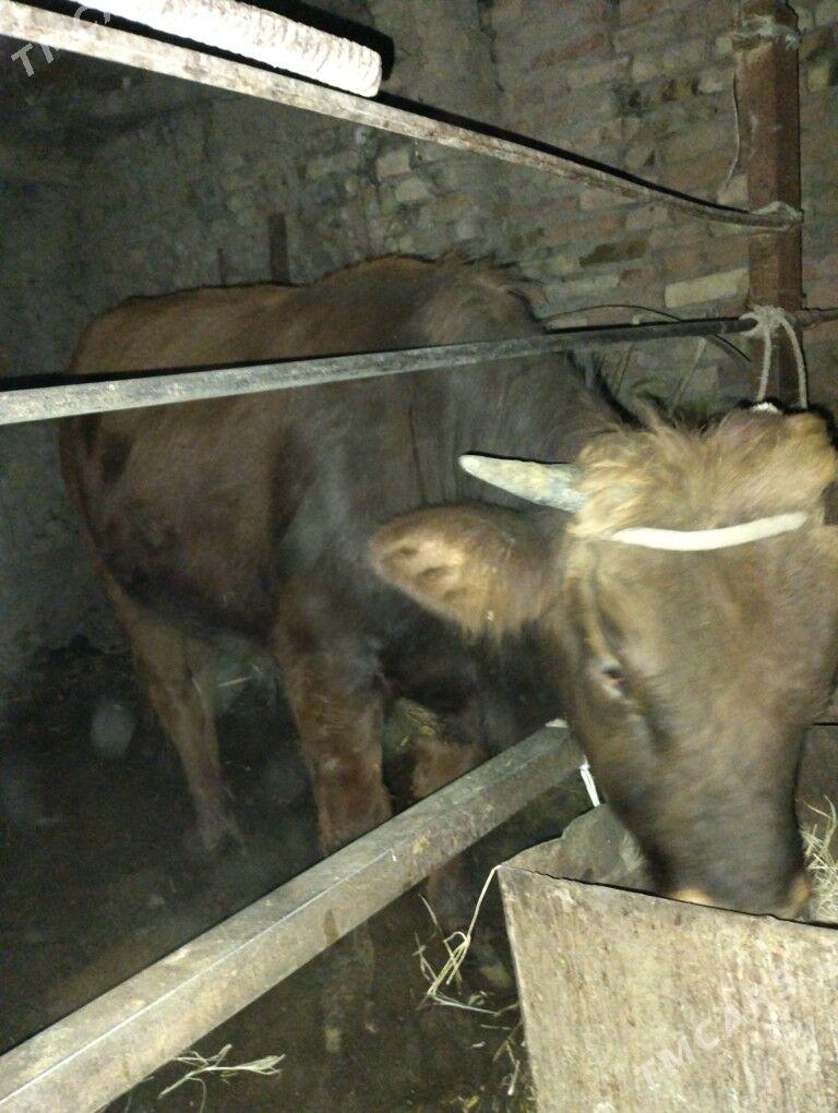 Okuz - Türkmenabat - img 3