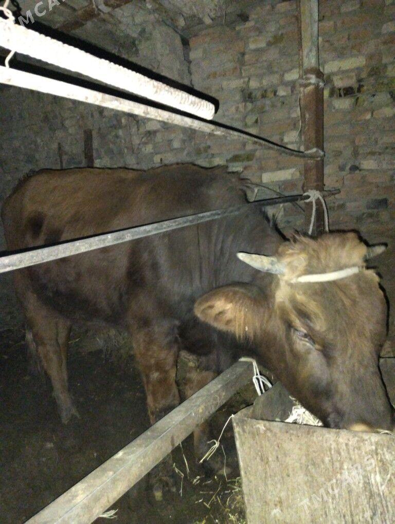 Okuz - Türkmenabat - img 1