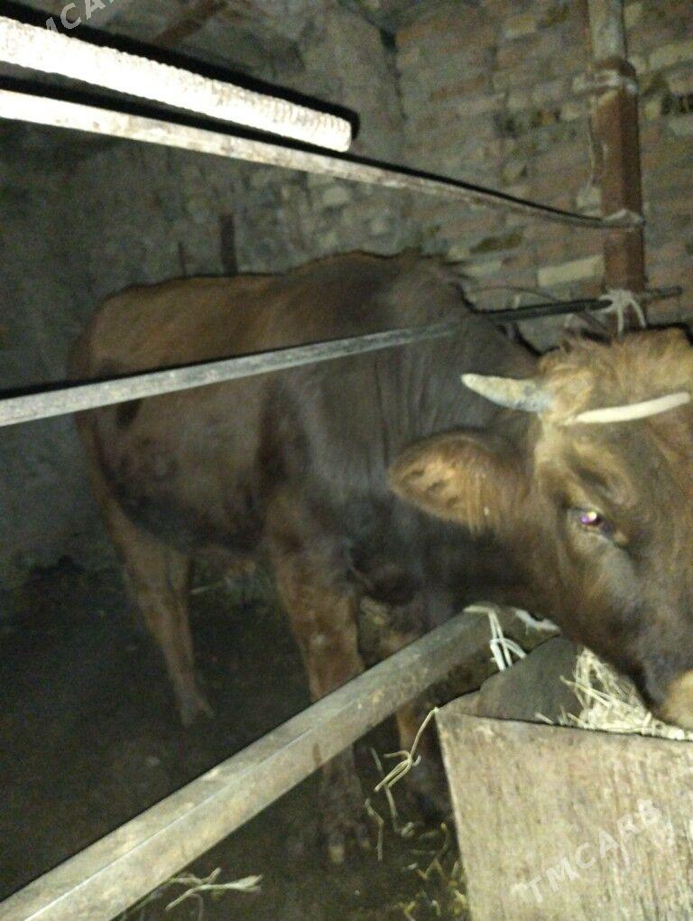 Okuz - Türkmenabat - img 2