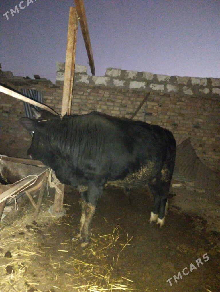 OKUZ - Türkmenabat - img 2