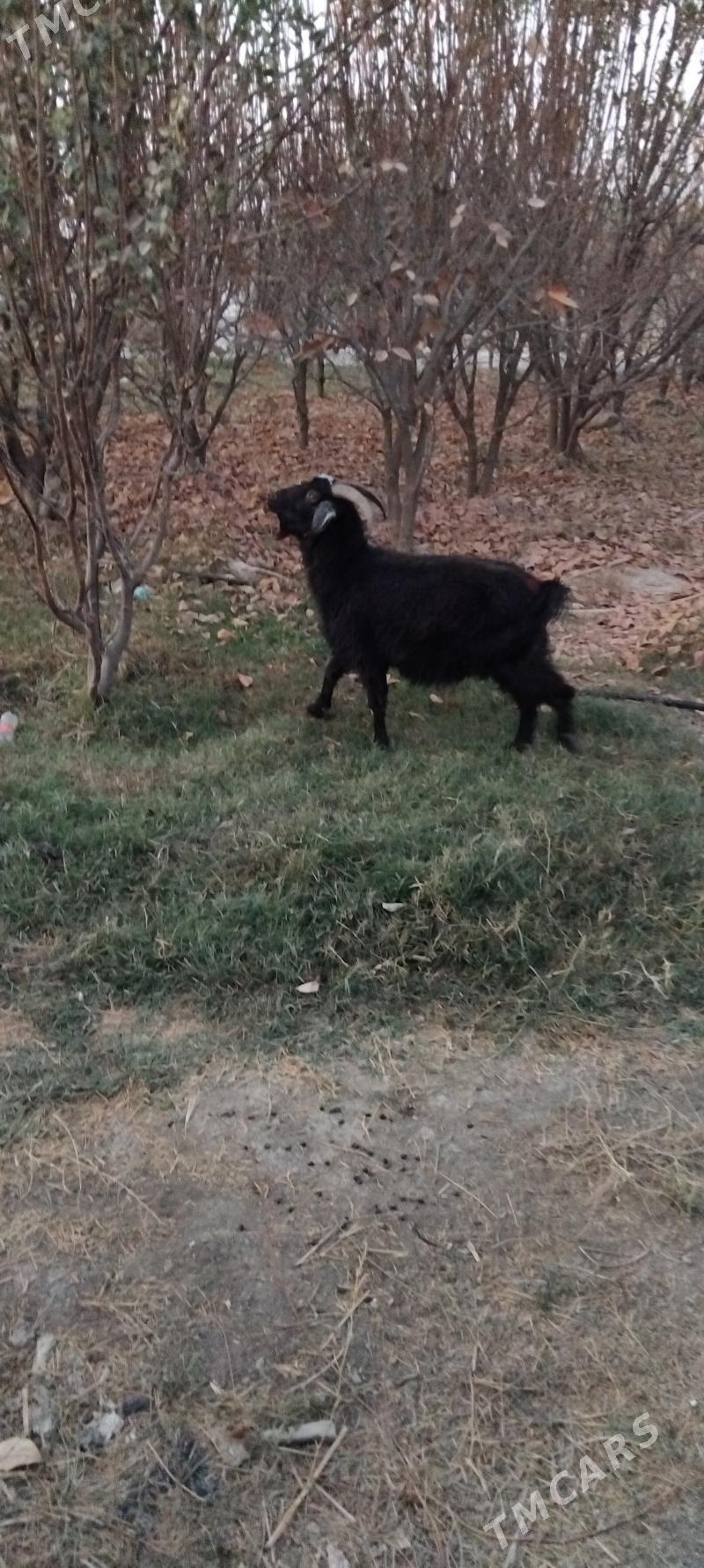 geçi - Gökdepe - img 3