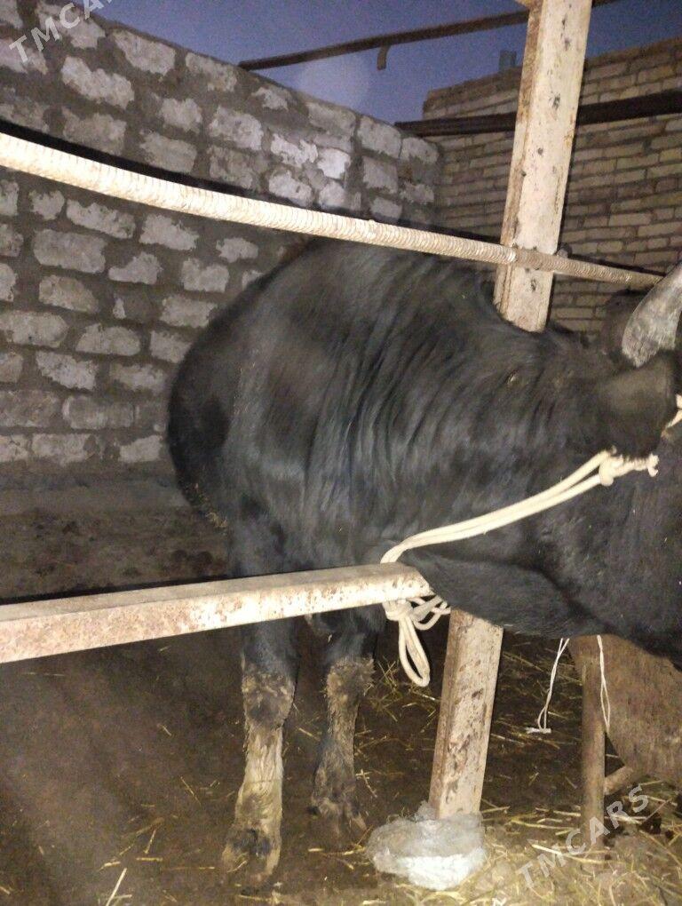 OKUZ - Türkmenabat - img 4