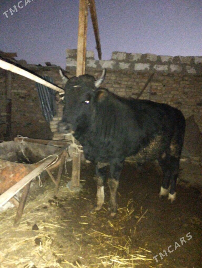 OKUZ - Türkmenabat - img 3