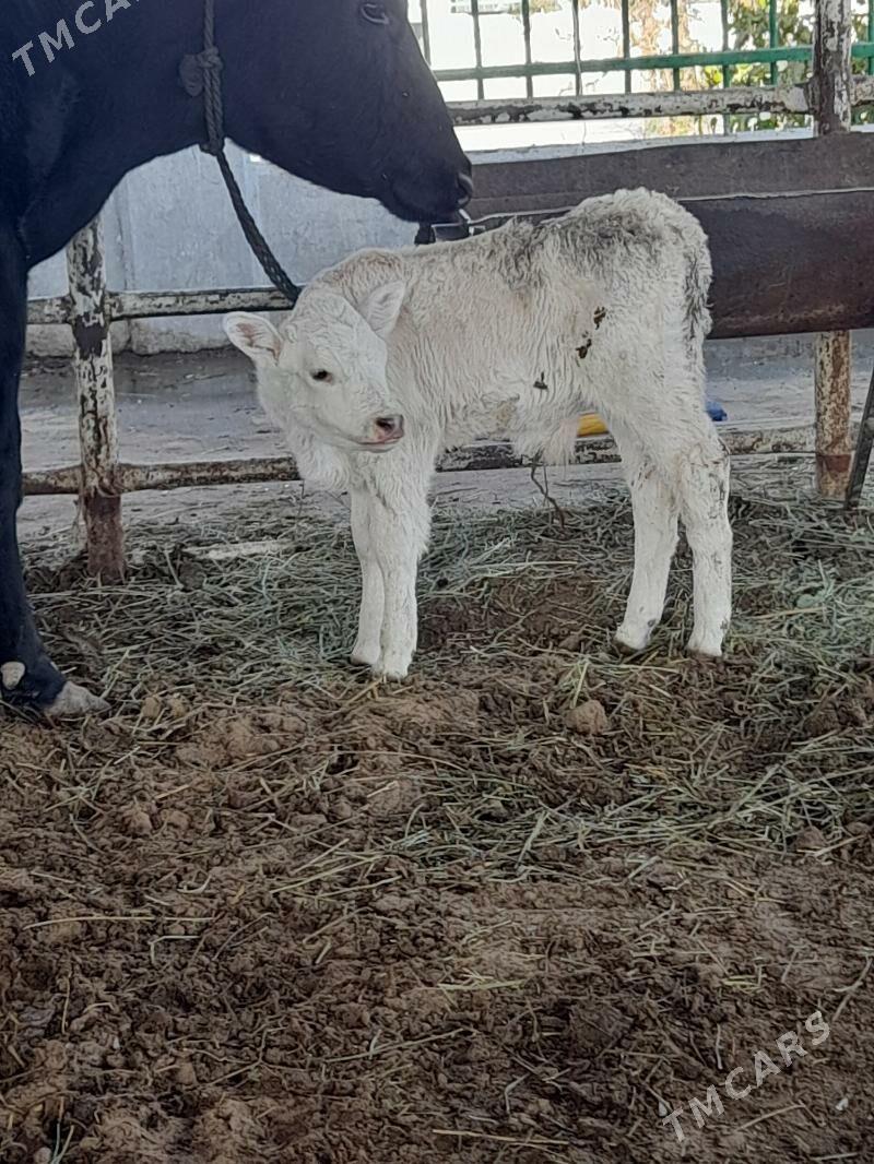 goleli sygyr - "Altyn Asyr" Gündogar bazary (Jygyllyk) - img 2