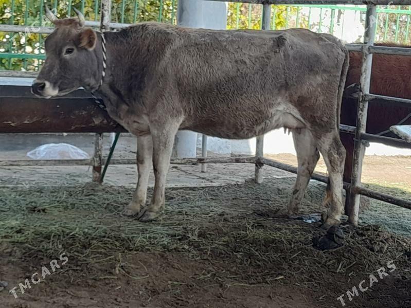 goleli sygyr - "Altyn Asyr" Gündogar bazary (Jygyllyk) - img 4