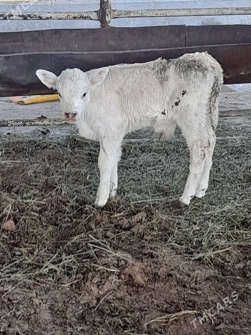 goleli sygyr - "Altyn Asyr" Gündogar bazary (Jygyllyk) - img 3