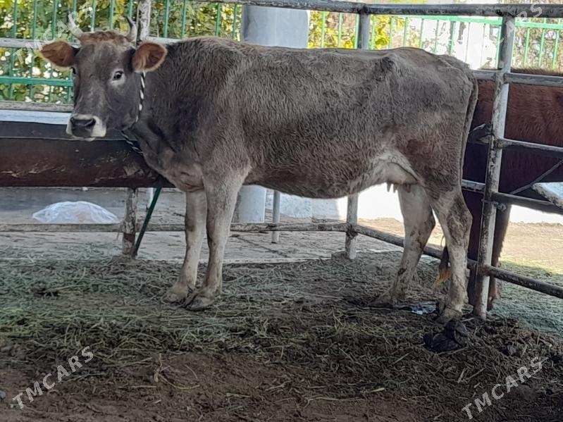 goleli sygyr - "Altyn Asyr" Gündogar bazary (Jygyllyk) - img 5