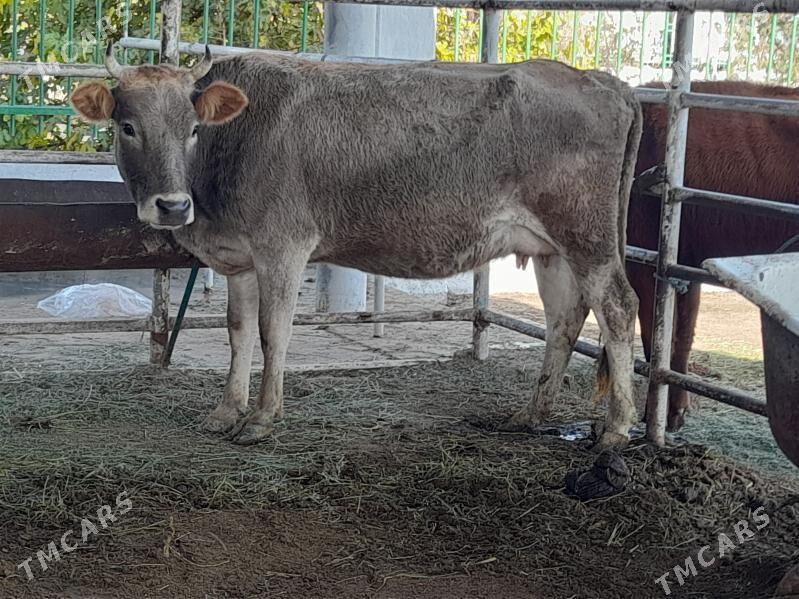 goleli sygyr - "Altyn Asyr" Gündogar bazary (Jygyllyk) - img 6