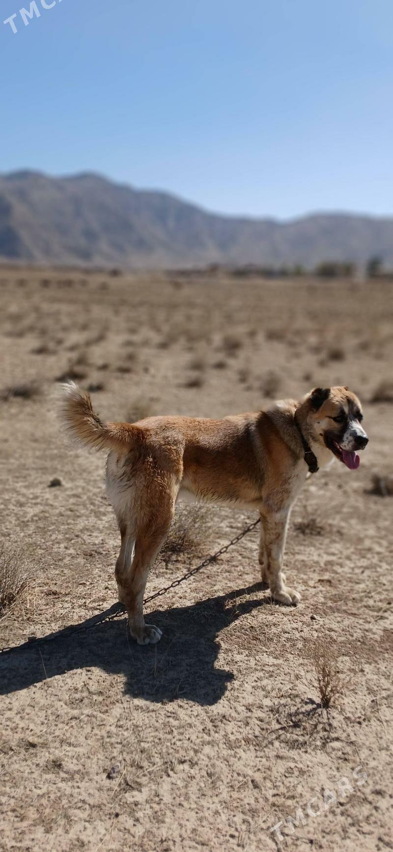 Alabaý - Балканабат - img 3