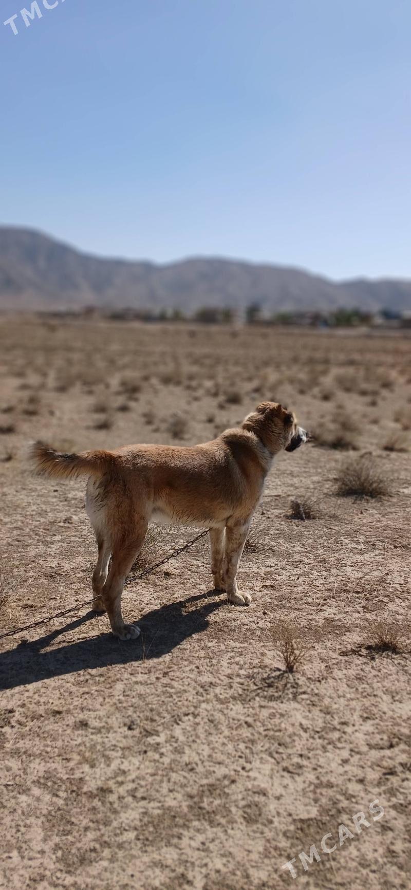 Alabaý - Балканабат - img 4