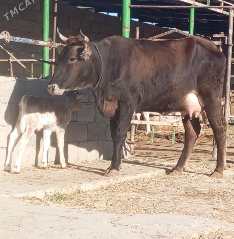 ŞWES GÖLELİ SYGYR - Gökdepe - img 2