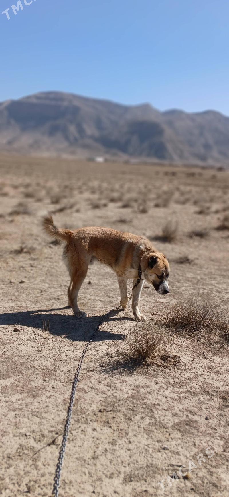 Alabaý - Балканабат - img 5