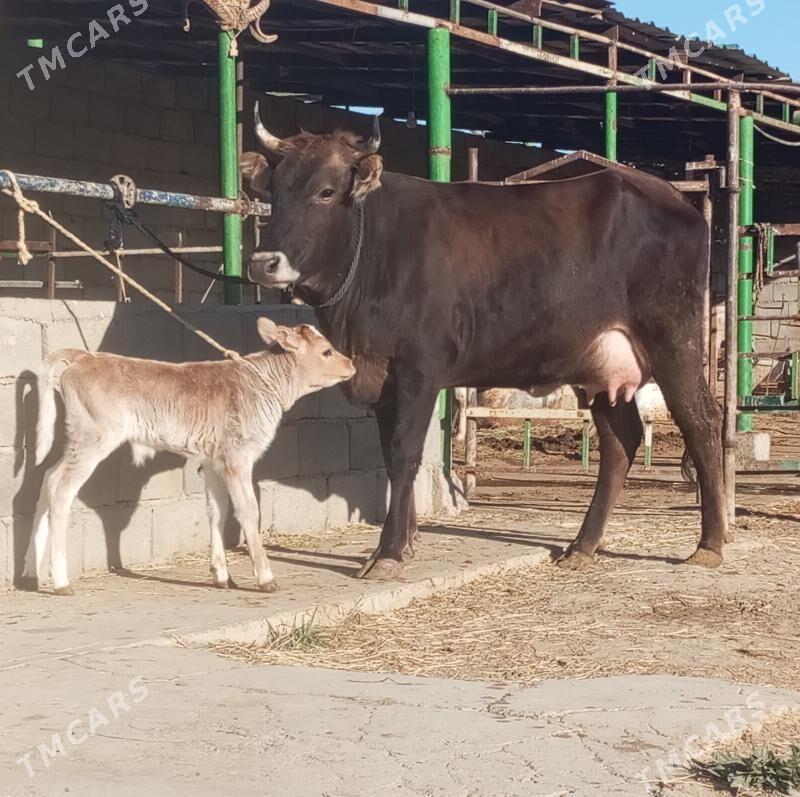 ŞWES GÖLELİ SYGYR - Gökdepe - img 4