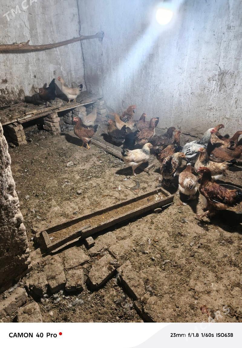 broy towuk satlyk - Baýramaly - img 3