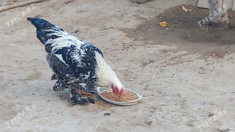 balgar horaz - Хитровка - img 2