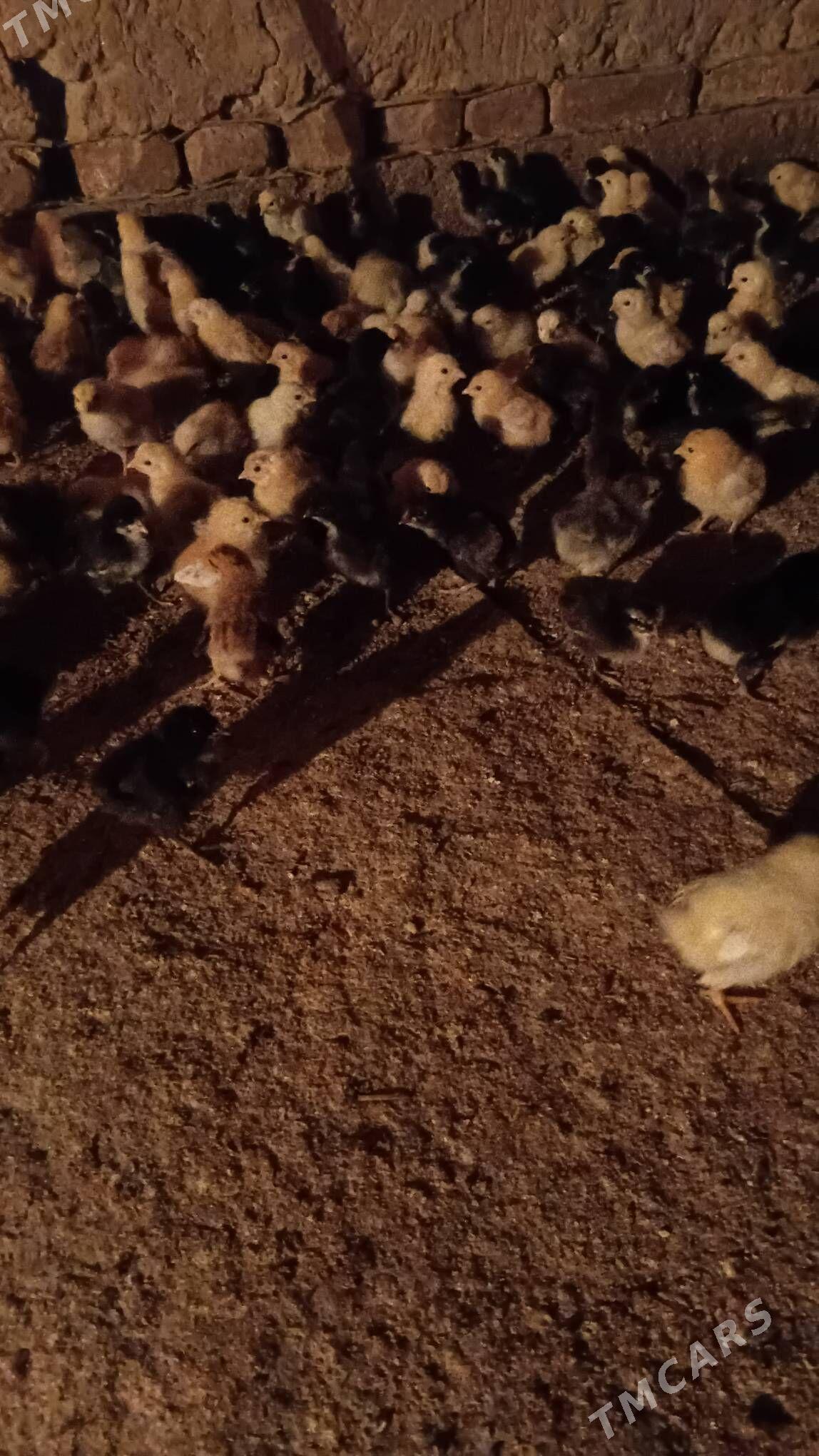 juyje жуже - Шабатский этрап - img 3