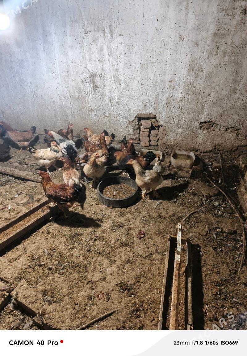 broy towuk satlyk - Baýramaly - img 2