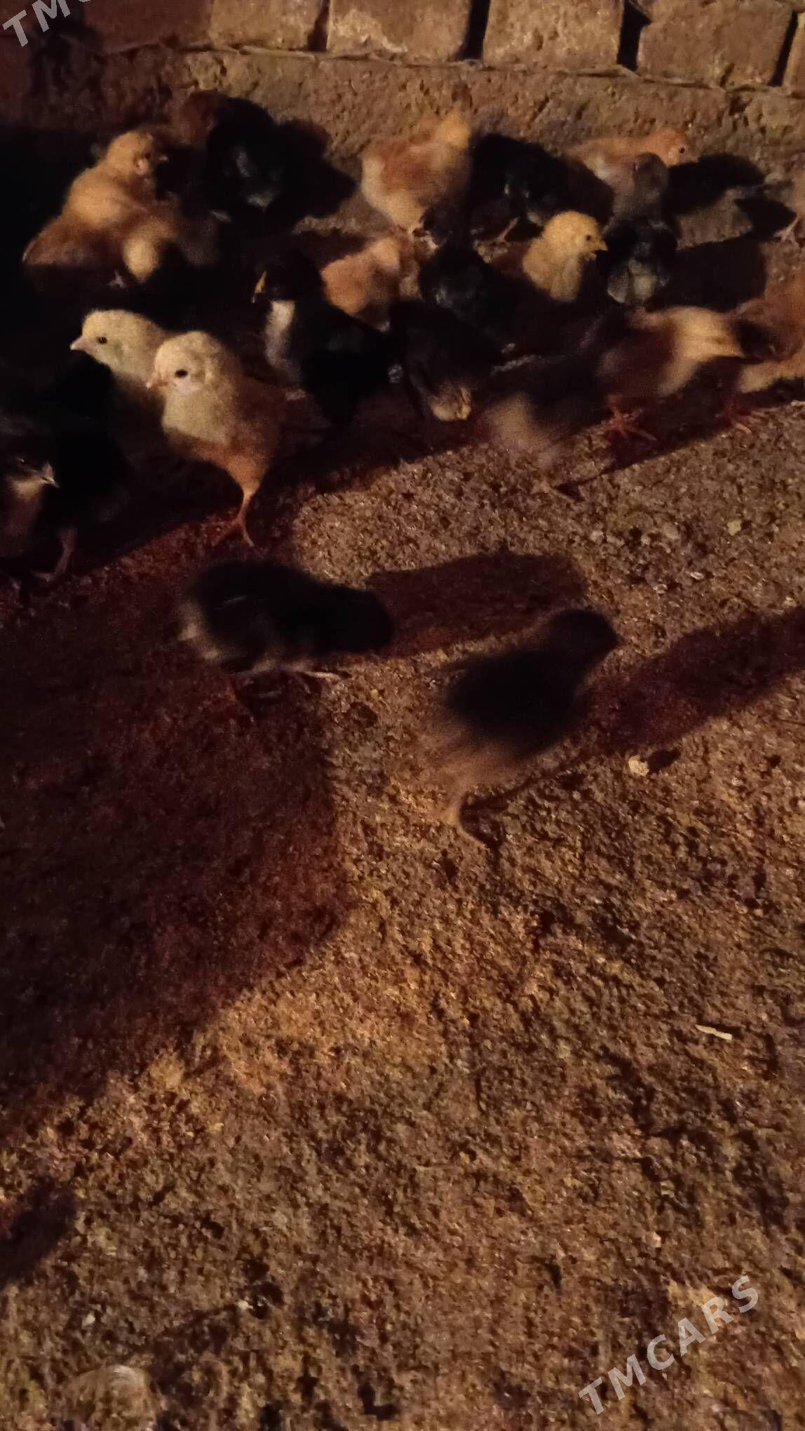 juyje жуже - Шабатский этрап - img 2