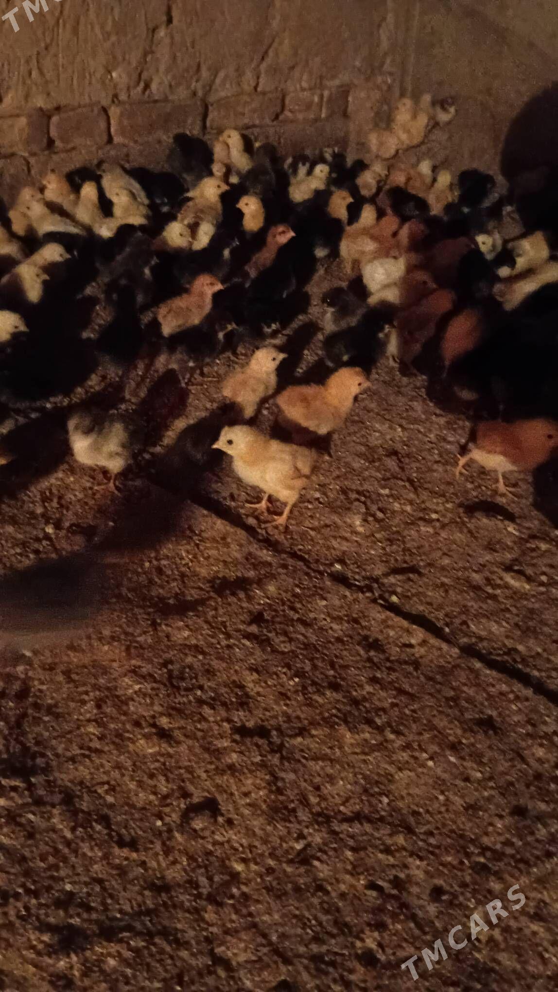 juyje жуже - Шабатский этрап - img 1