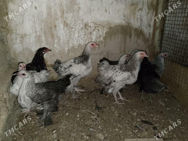 balgar juje - Гарадамак - img 2