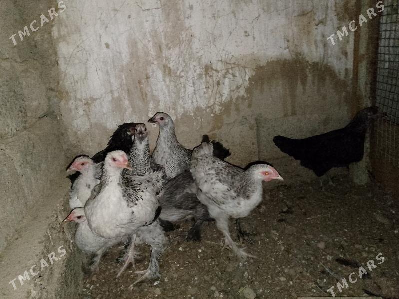 balgar juje - Гарадамак - img 3