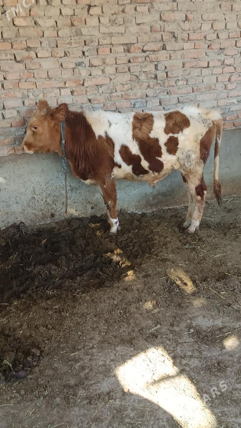 okuz - Bäherden - img 5