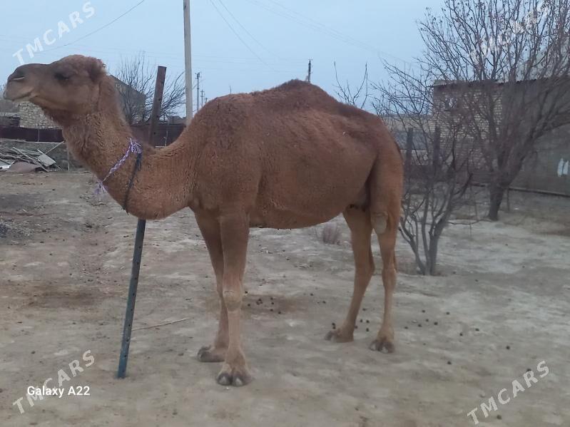 Duye - Bereket - img 3