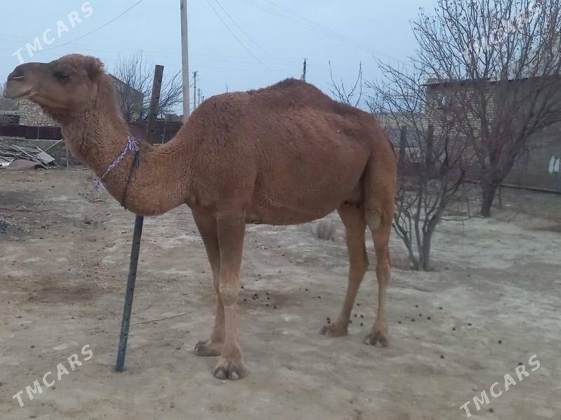 Duye - Bereket - img 2