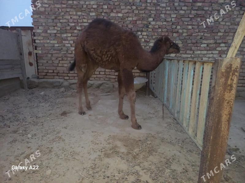 Duye - Bereket - img 4