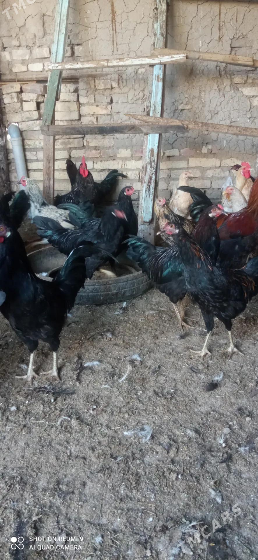 Horaz towuk indyuk - Мургап - img 2